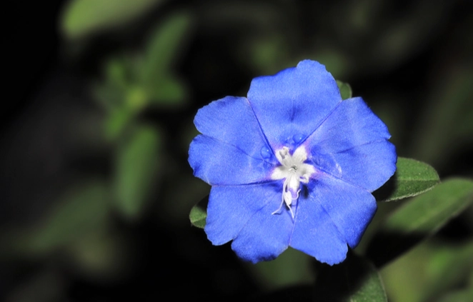 蓝星花 栽培 蓝星花 栽培