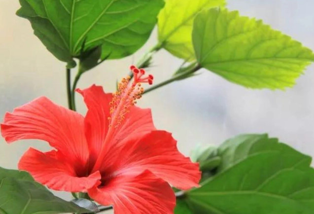 台灣扶桑花文化 台灣扶桑花文化