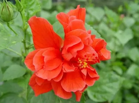 扶桑花種植方法 扶桑花種植方法