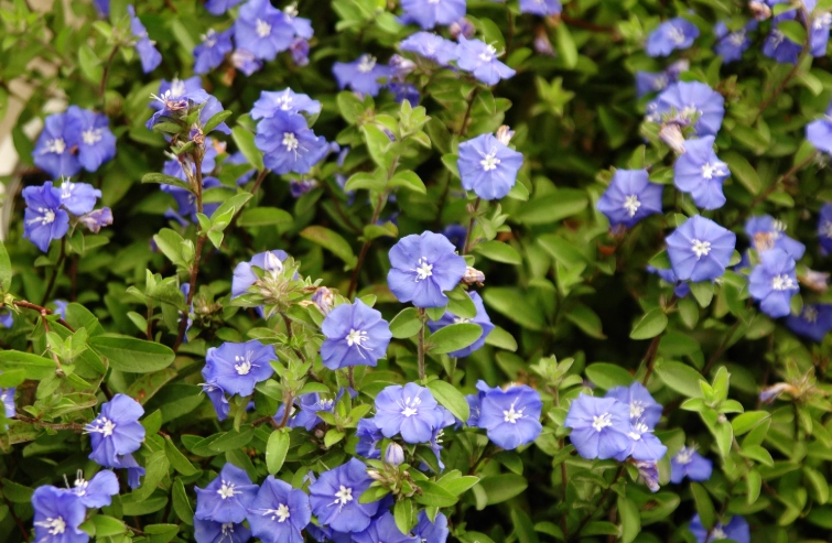 藍星花修剪方法 藍星花修剪方法