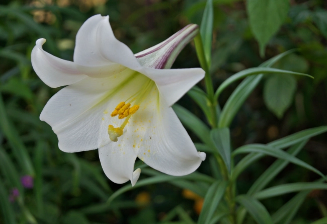 百合花品種 百合花品種