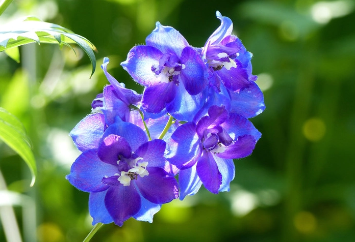 藍色花種類