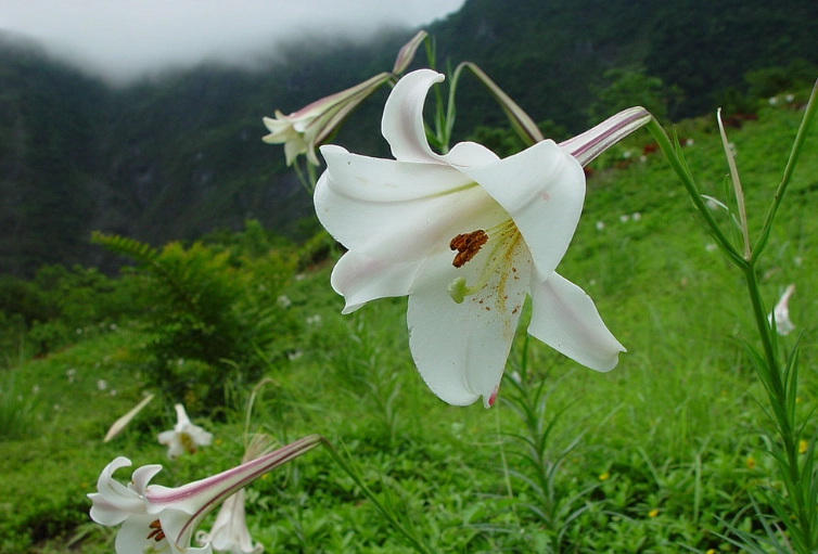 百合花栽培技巧 百合花栽培技巧