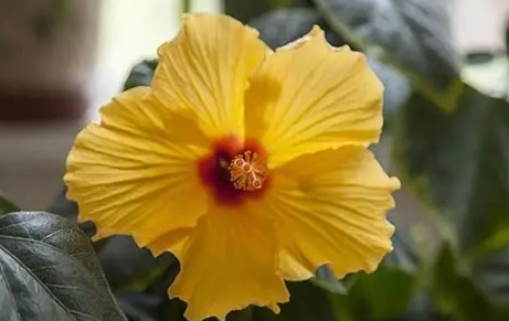 扶桑花象征意義 扶桑花象征意義