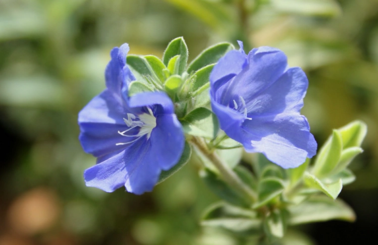 藍星花修剪方法 藍星花修剪方法