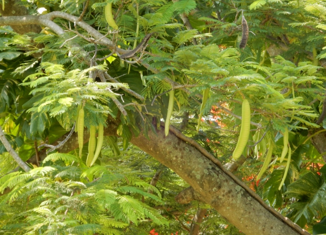 鳳凰木果實毒性 鳳凰木果實毒性