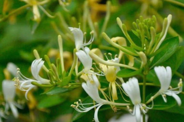 金銀花茶做法 金銀花茶做法