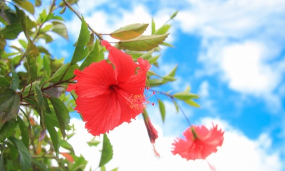 扶桑花開花時間 扶桑花開花時間