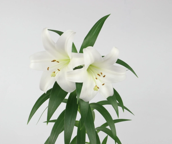 百合花品種 百合花品種