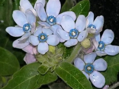 日本藍星花 種植 日本藍星花 種植