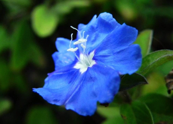 蓝星花 品种 蓝星花 品种