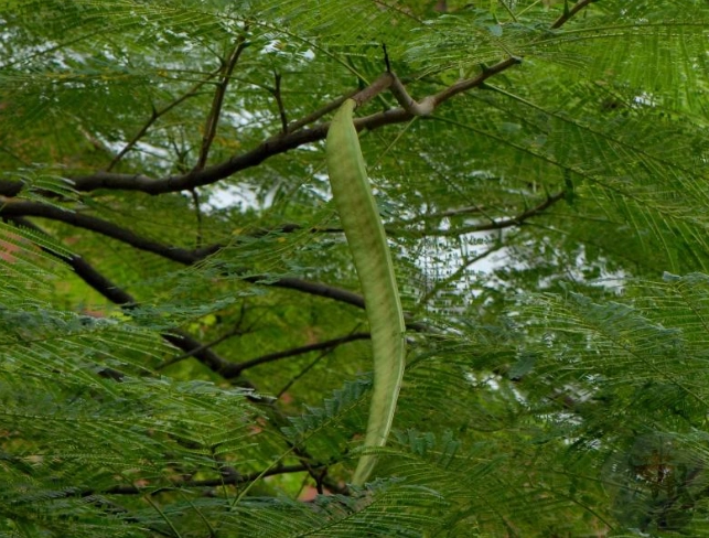鳳凰木果實識別 鳳凰木果實識別