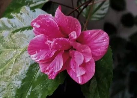 扶桑花象征意義 扶桑花象征意義
