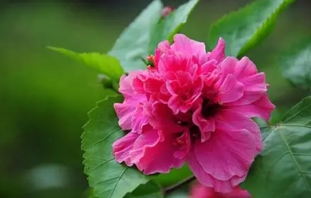 紅色花卉花語 紅色花卉花語