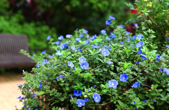 日本藍星花 種植 日本藍星花 種植