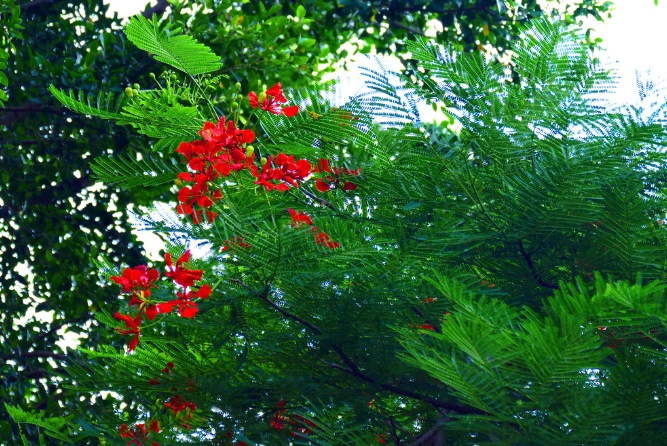 鳳凰木賞花 鳳凰木賞花