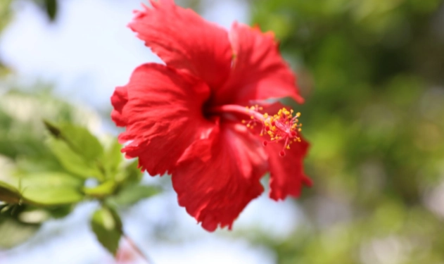 扶桑花種植 扶桑花種植