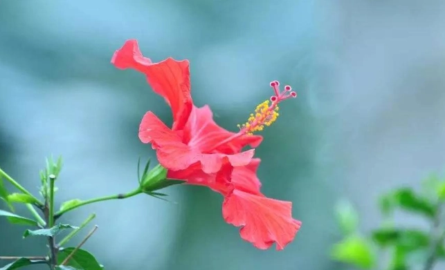 台灣扶桑花文化 台灣扶桑花文化