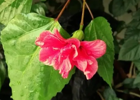 扶桑花種植方法 扶桑花種植方法