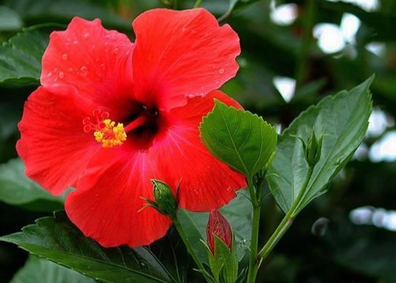 紅色花卉花語 紅色花卉花語