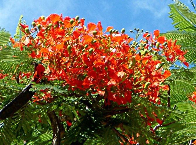 鳳凰木開花時間 鳳凰木開花時間