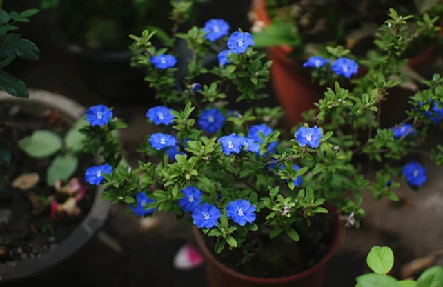 蓝星花 英文 蓝星花 英文