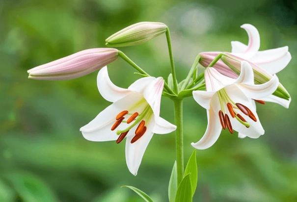 百合花栽培技巧 百合花栽培技巧