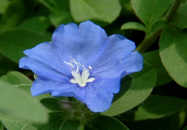 日本藍星花 花語 日本藍星花 花語