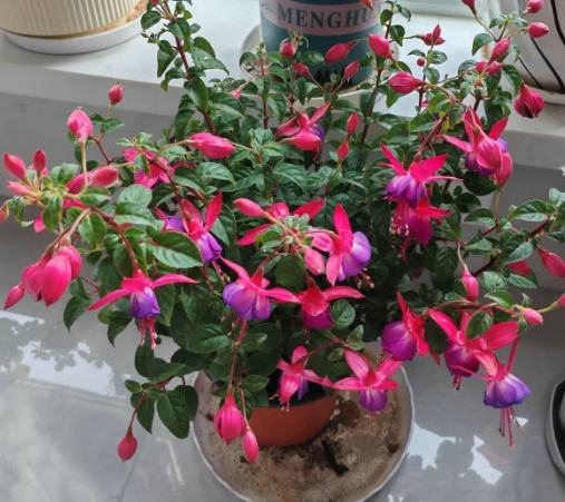 燈籠花品種