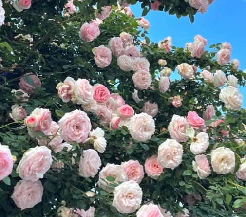 月季花美容 月季花美容
