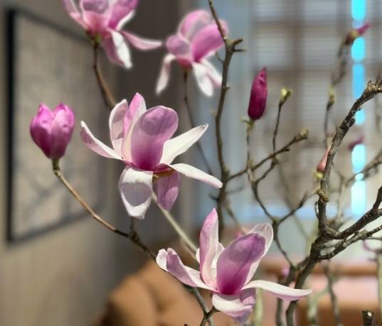 木蘭花開花時間 木蘭花開花時間