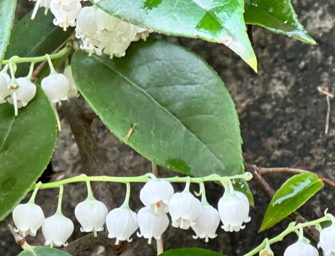 燈籠花象徵 燈籠花象徵
