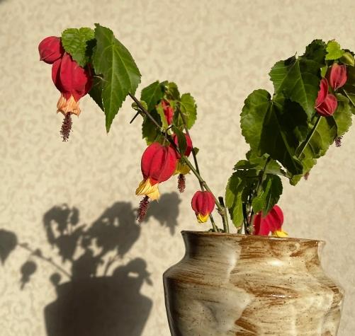燈籠花種植