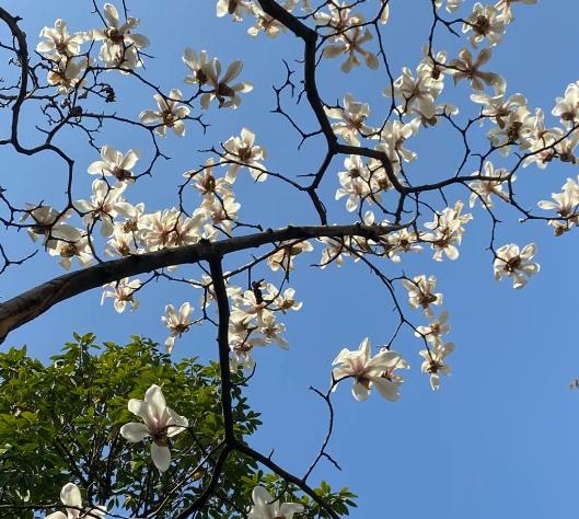 木蘭花養護