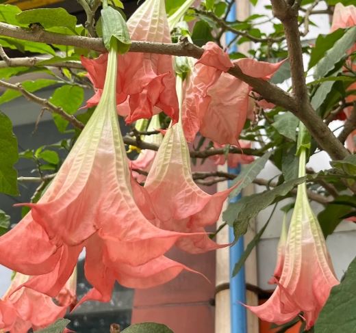 曼陀羅花急救方法 曼陀羅花急救方法