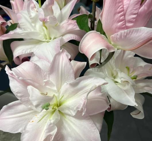延長百合花期
