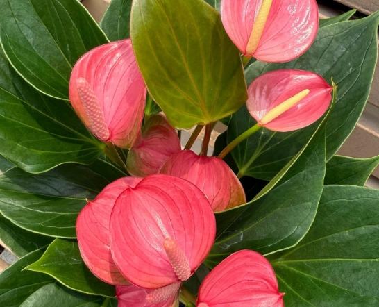 火鶴花毒性 火鶴花毒性