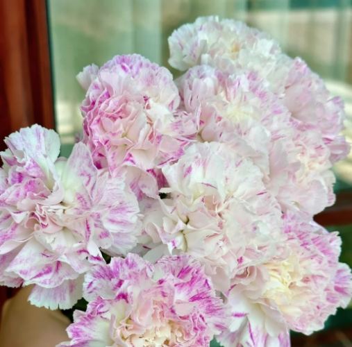 延長康乃馨花期 延長康乃馨花期