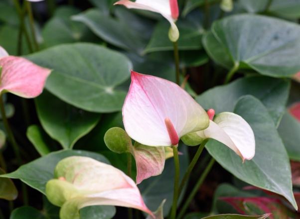 火鶴花中毒處理 火鶴花中毒處理