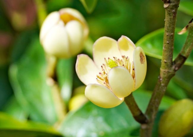 含笑花養護