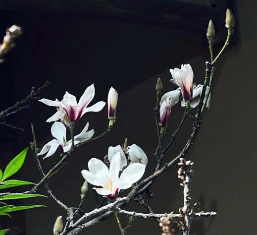 木蘭花開花時間 木蘭花開花時間