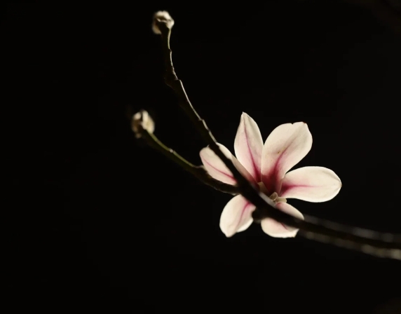 木蘭花觀賞 木蘭花觀賞