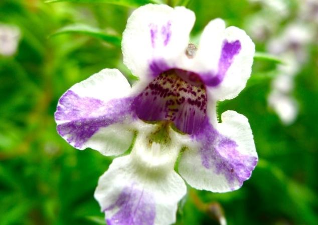 天使花養護 天使花養護
