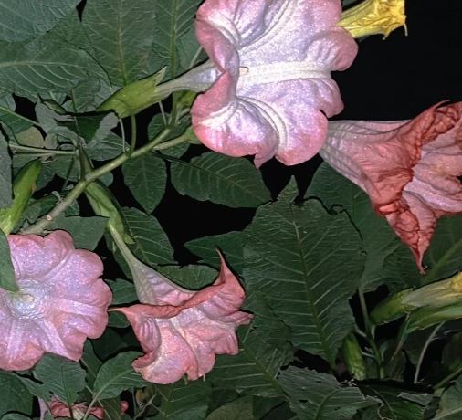 曼陀羅花語意義 曼陀羅花語意義