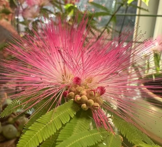 合歡花季節