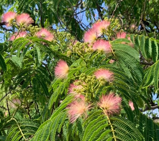 台灣合歡花 台灣合歡花