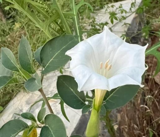 曼陀羅花語意義 曼陀羅花語意義