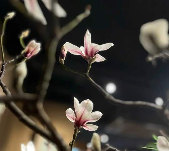木蘭花觀賞 木蘭花觀賞