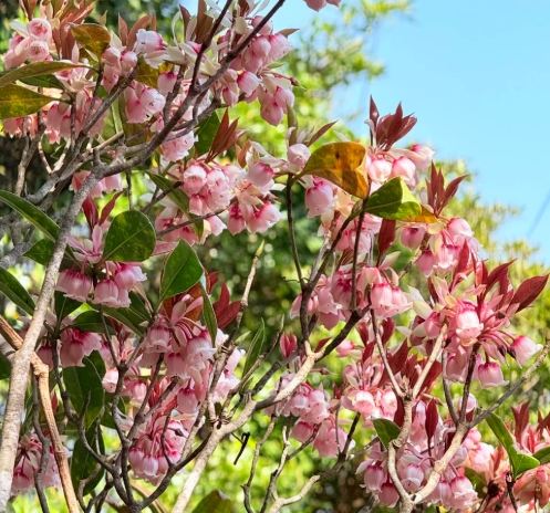 吊鐘花照顧 吊鐘花照顧