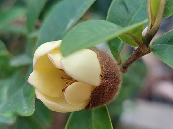 含笑花用途 含笑花用途